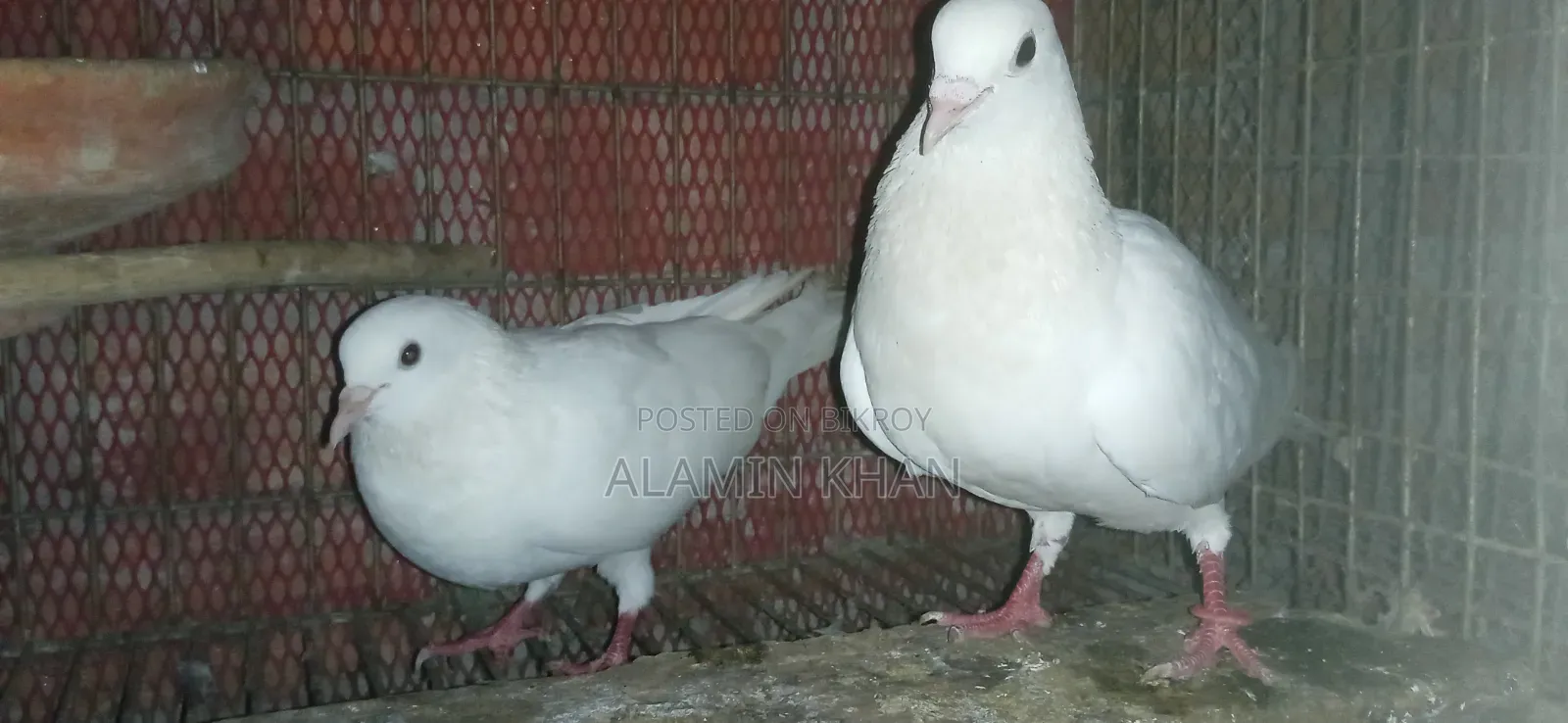 Running Pair