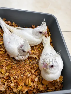 Cockatiel Baby