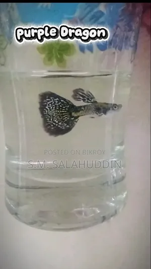 Purple Dragon Guppy