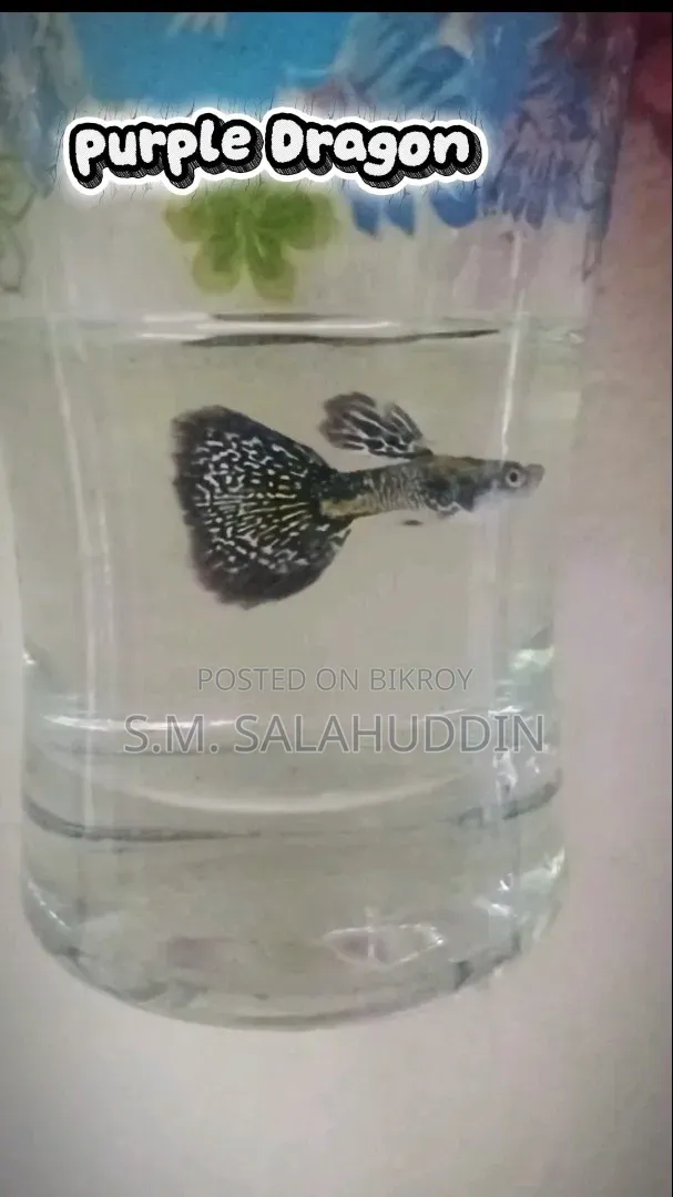 Purple Dragon Guppy