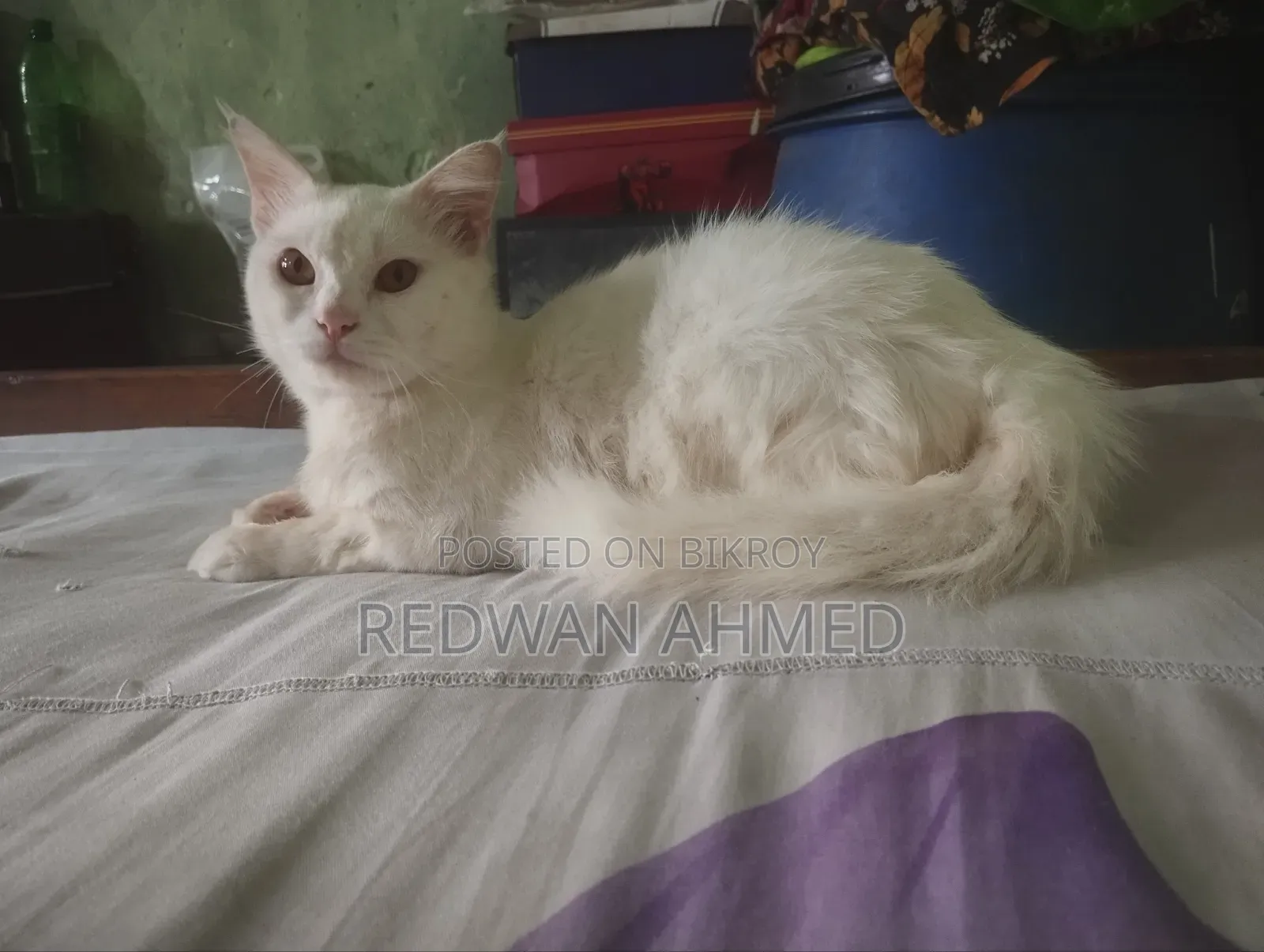1+ year Male Purebred Persian