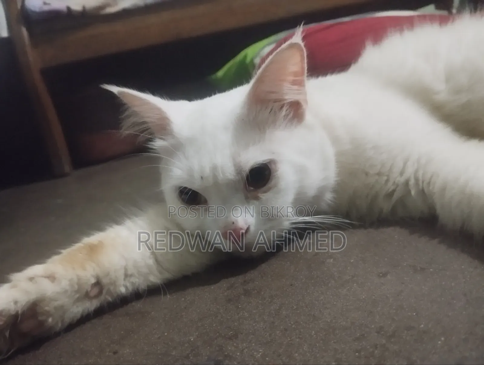 1+ year Male Purebred Persian