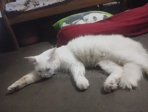 1+ year Male Purebred Persian