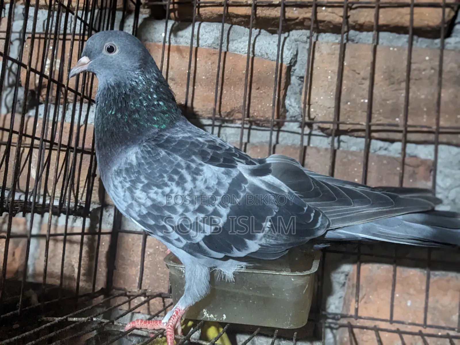 Male pigeon for sale
