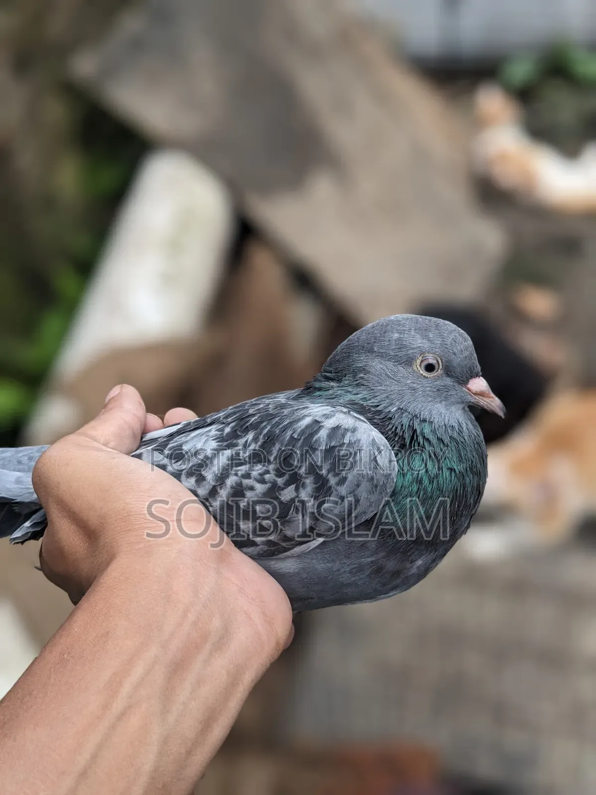 Male pigeon for sale