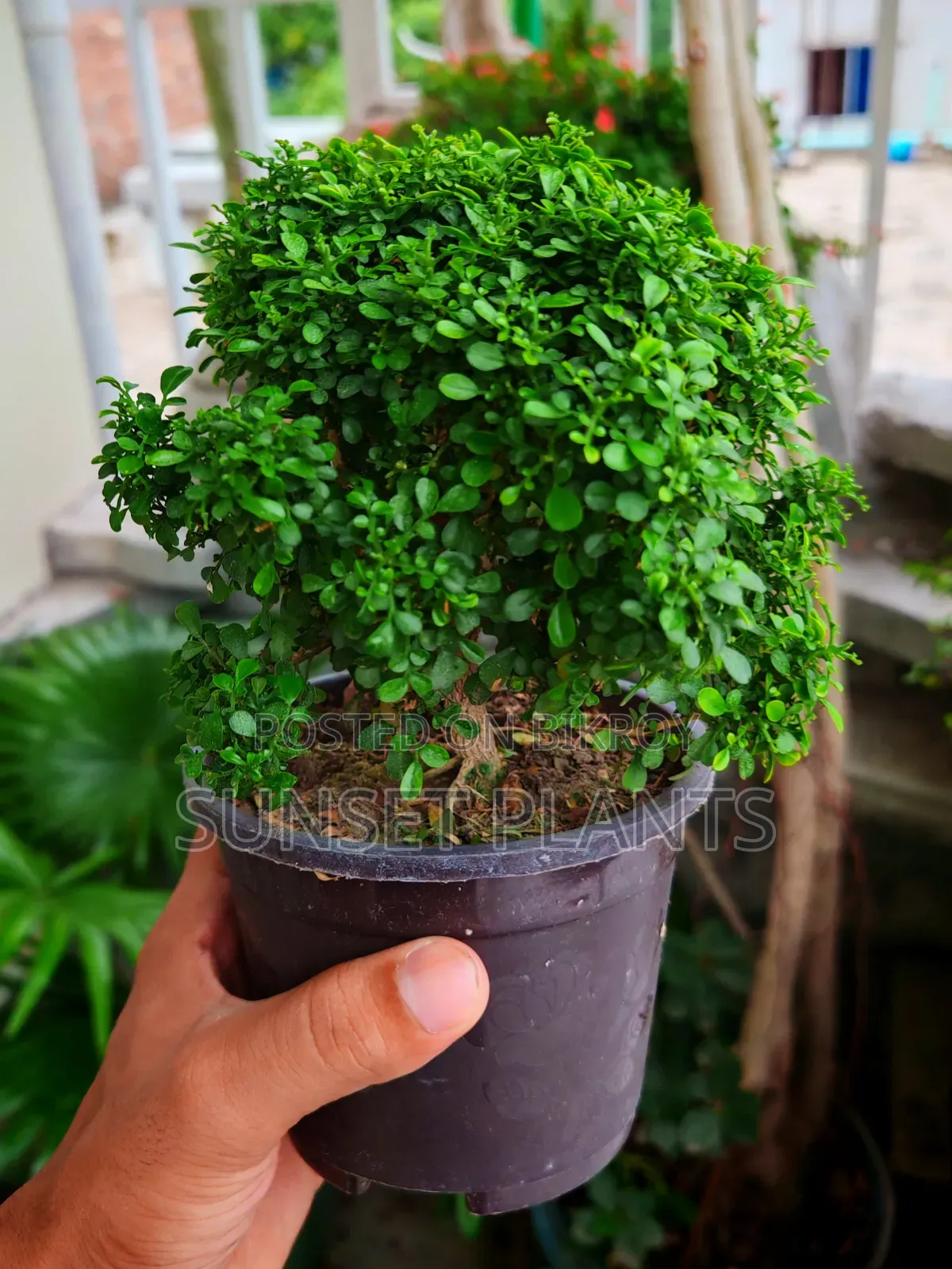বনসাই বল কামিনী