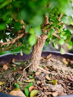বনসাই বল কামিনী