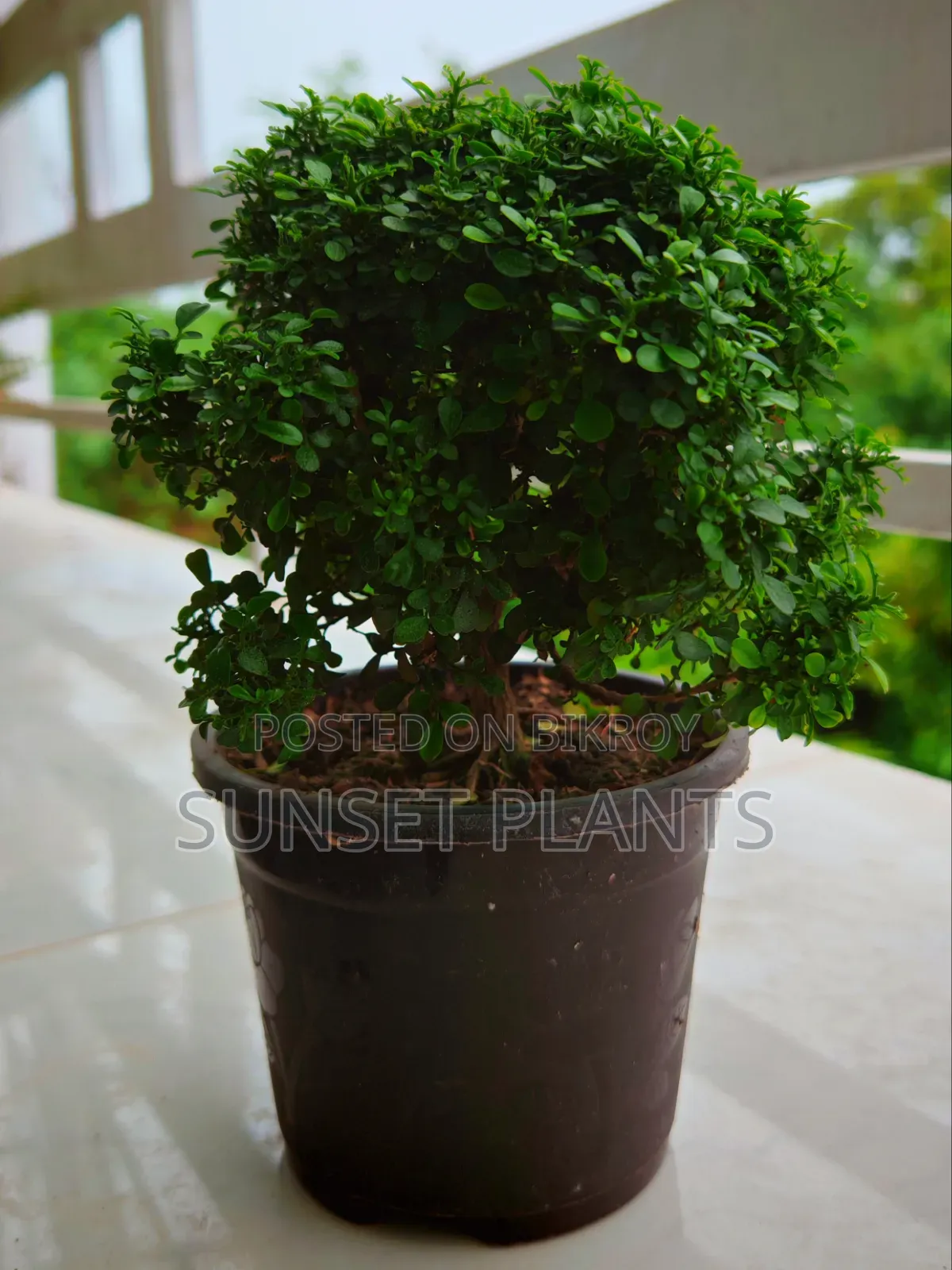 বনসাই বল কামিনী