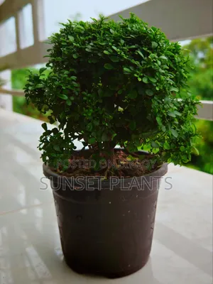 বনসাই বল কামিনী