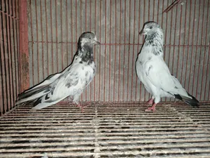 1 Pair Kamagar 1 Female