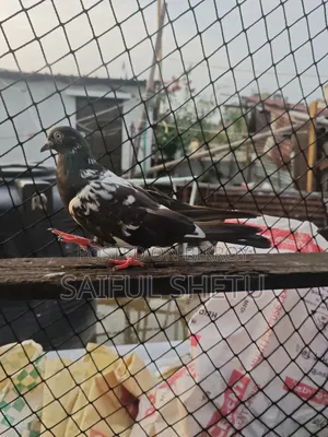 1 Pair Kamagar 1 Female