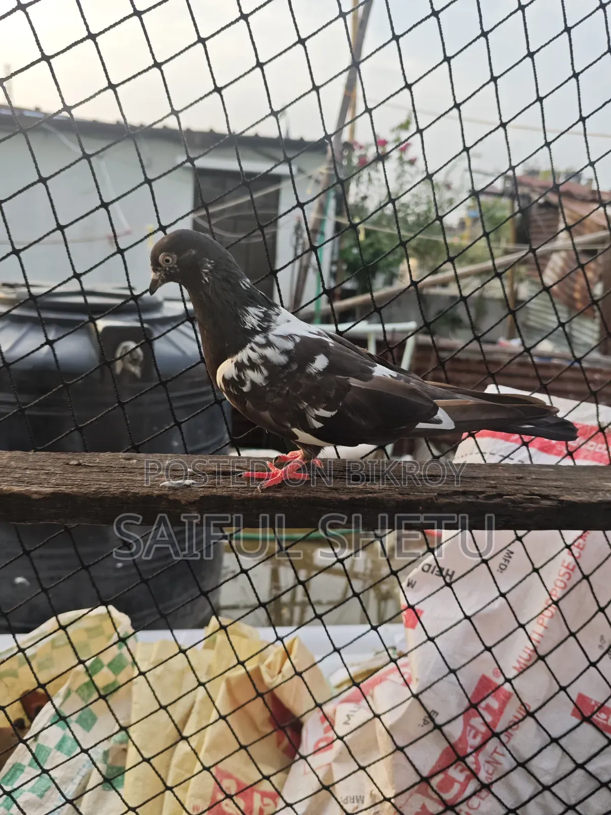 1 Pair Kamagar 1 Female