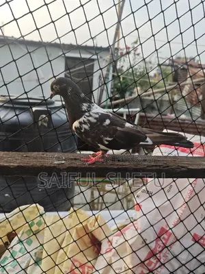 1 Pair Kamagar 1 Female