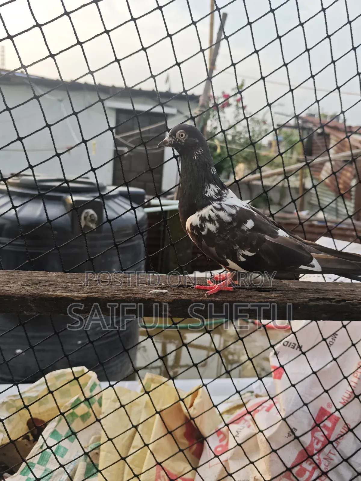 1 Pair Kamagar 1 Female