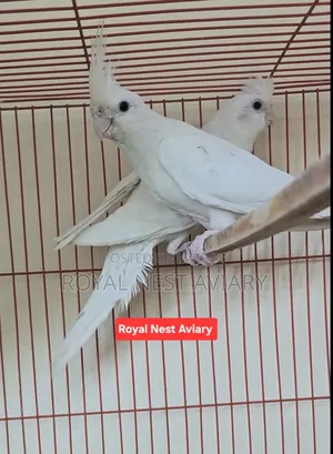 Albino Red Eye Cockatiel