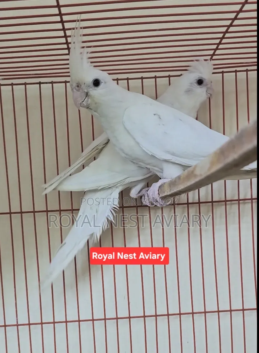 Albino Red Eye Cockatiel