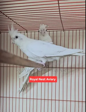Albino Red Eye Cockatiel