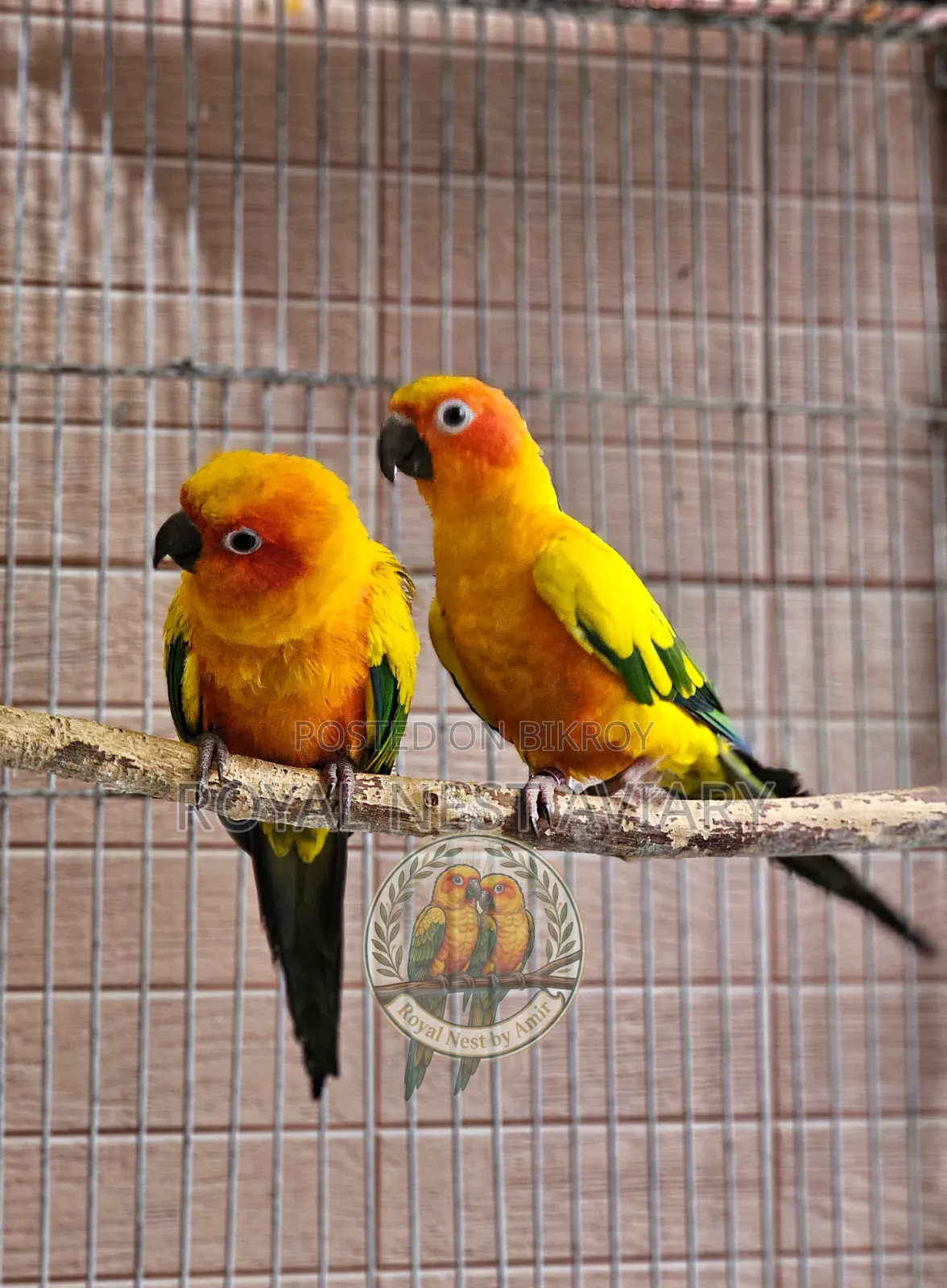 Sun Conure