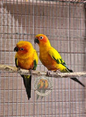 Sun Conure