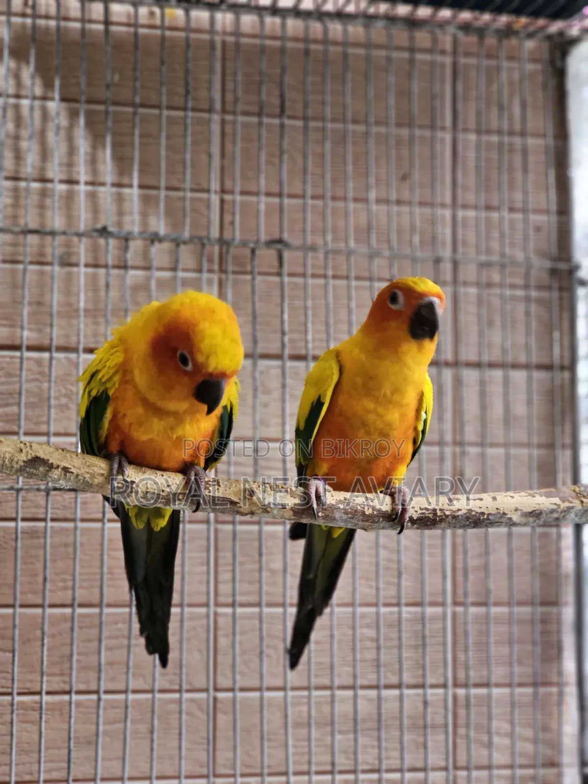 Sun Conure