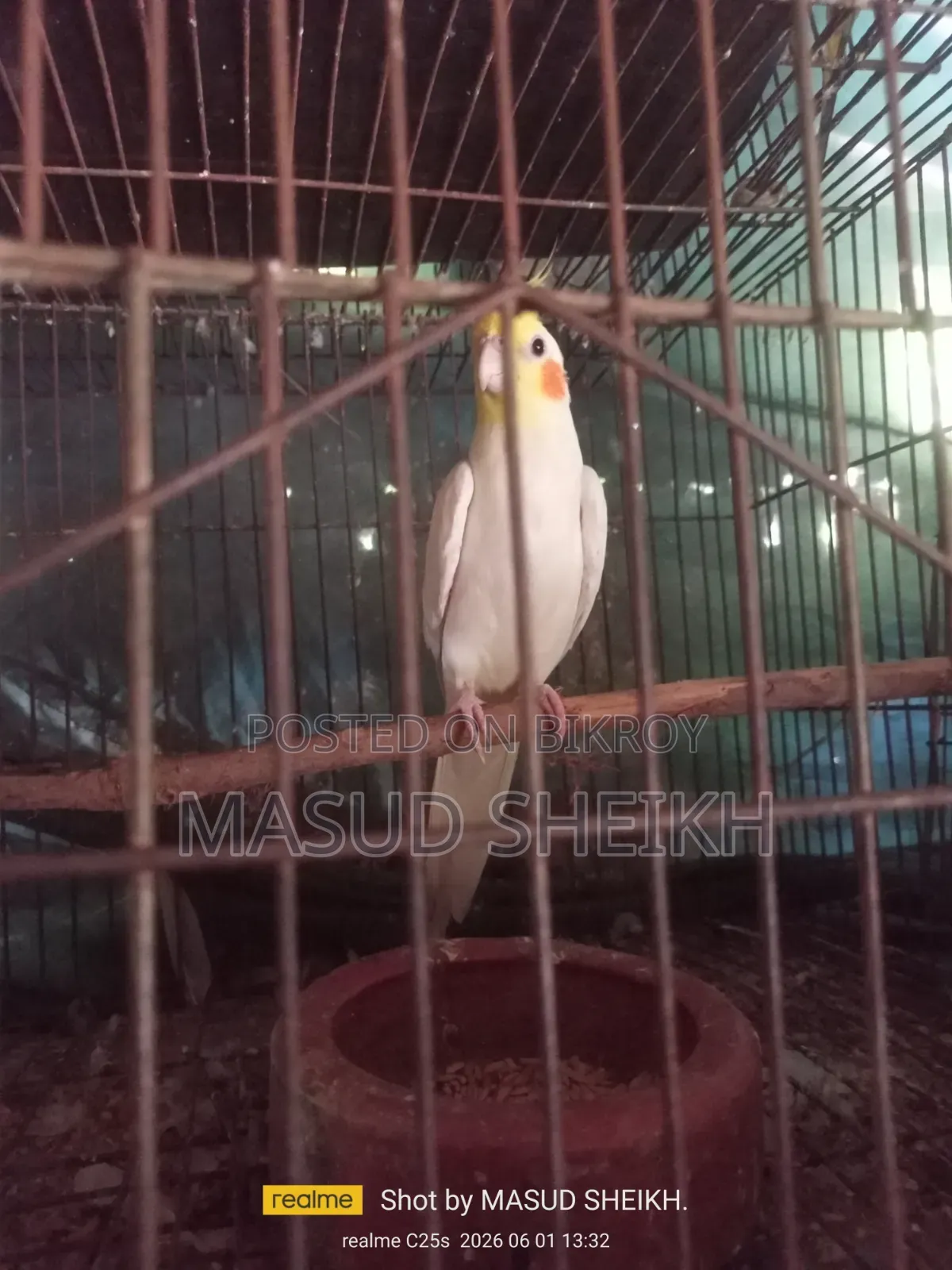 Cockatiel Male.