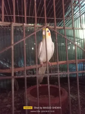 Cockatiel Male.