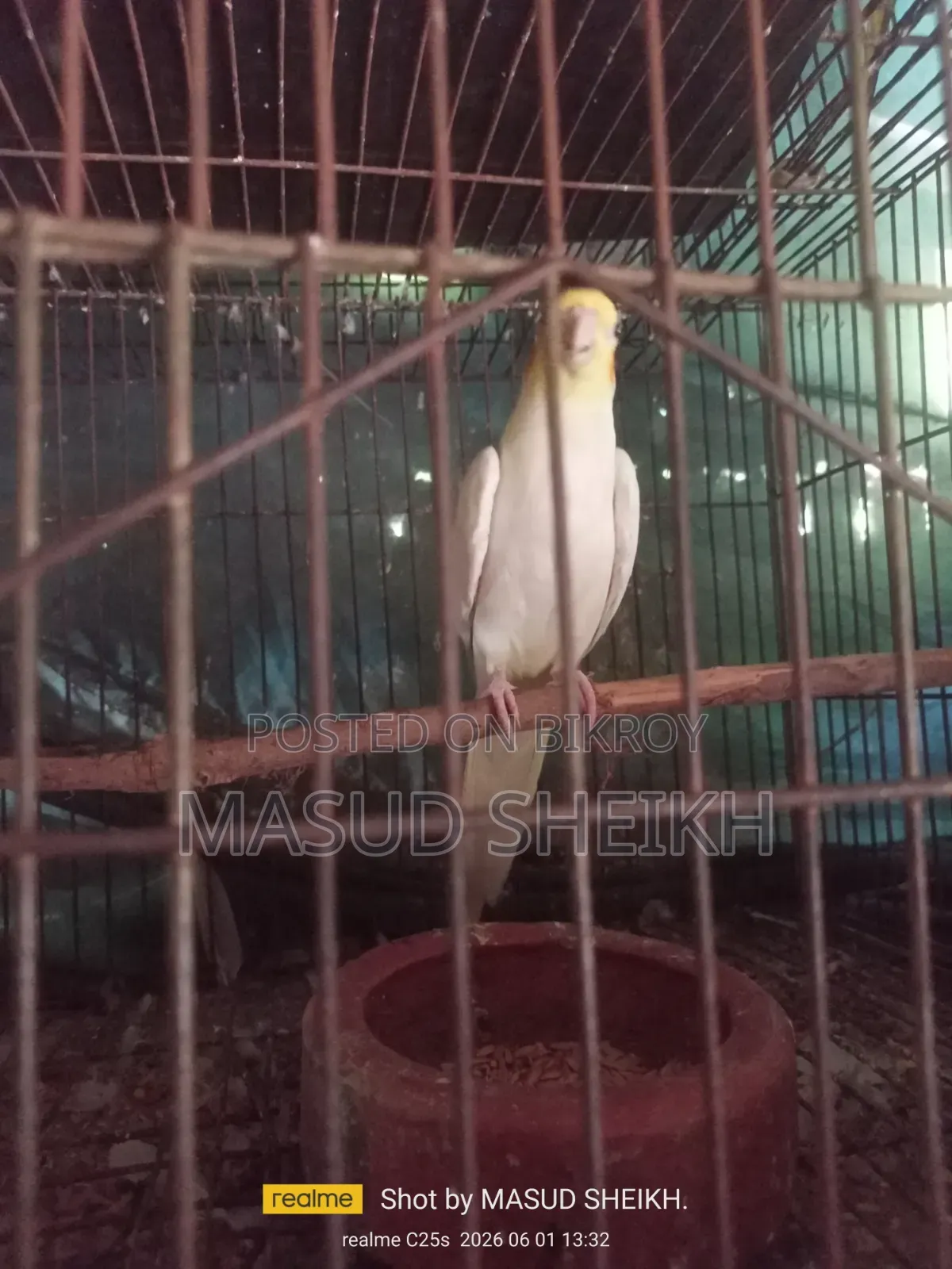 Cockatiel Male.