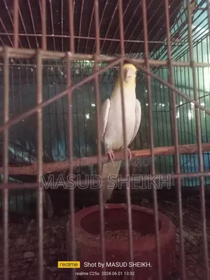 Cockatiel Male.