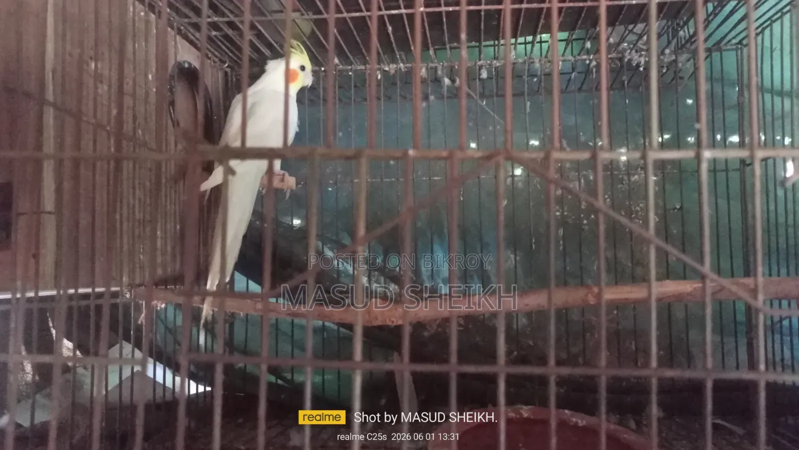 Cockatiel Male.