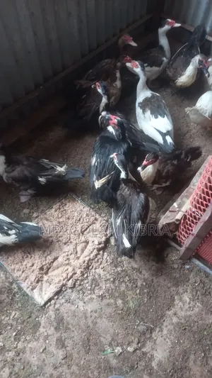 Muscovy Duck (China Duck)