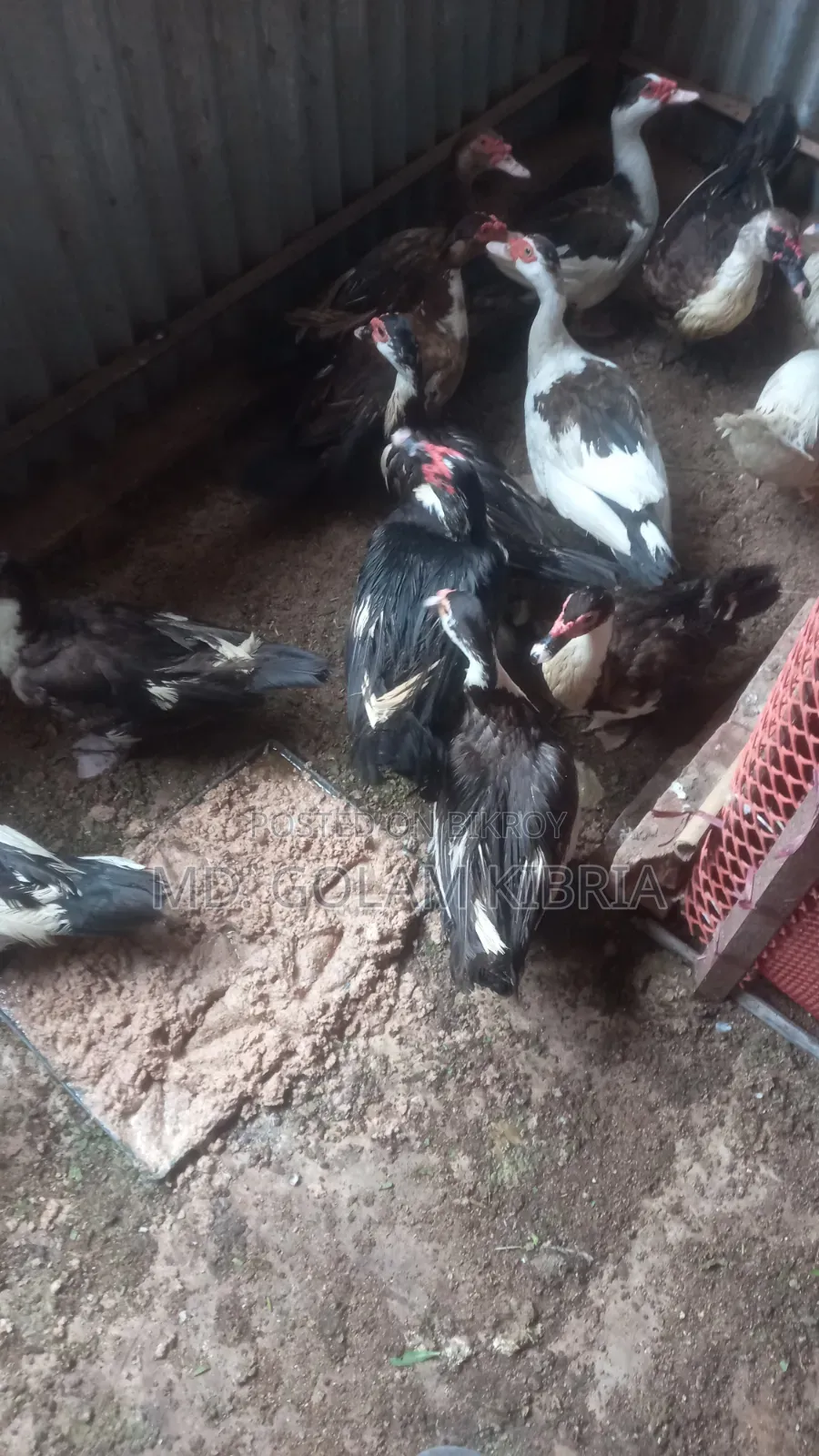Muscovy Duck (China Duck)