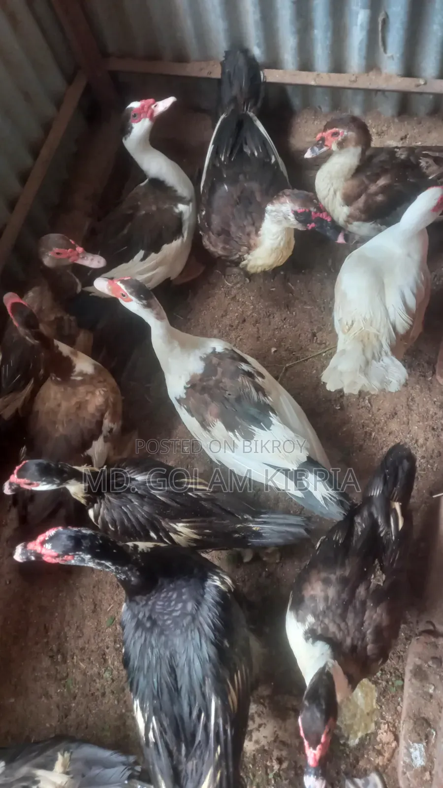 Muscovy Duck (China Duck)