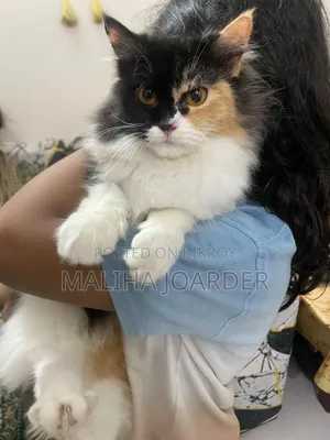 6-12 months Female Purebred Persian