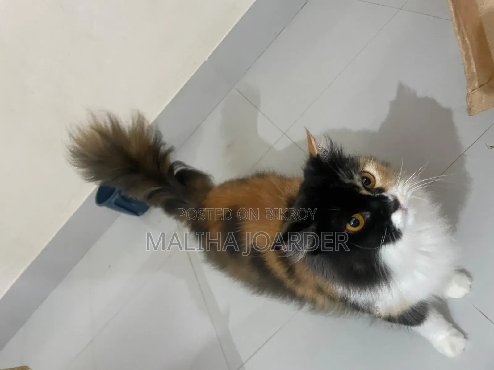 6-12 months Female Purebred Persian