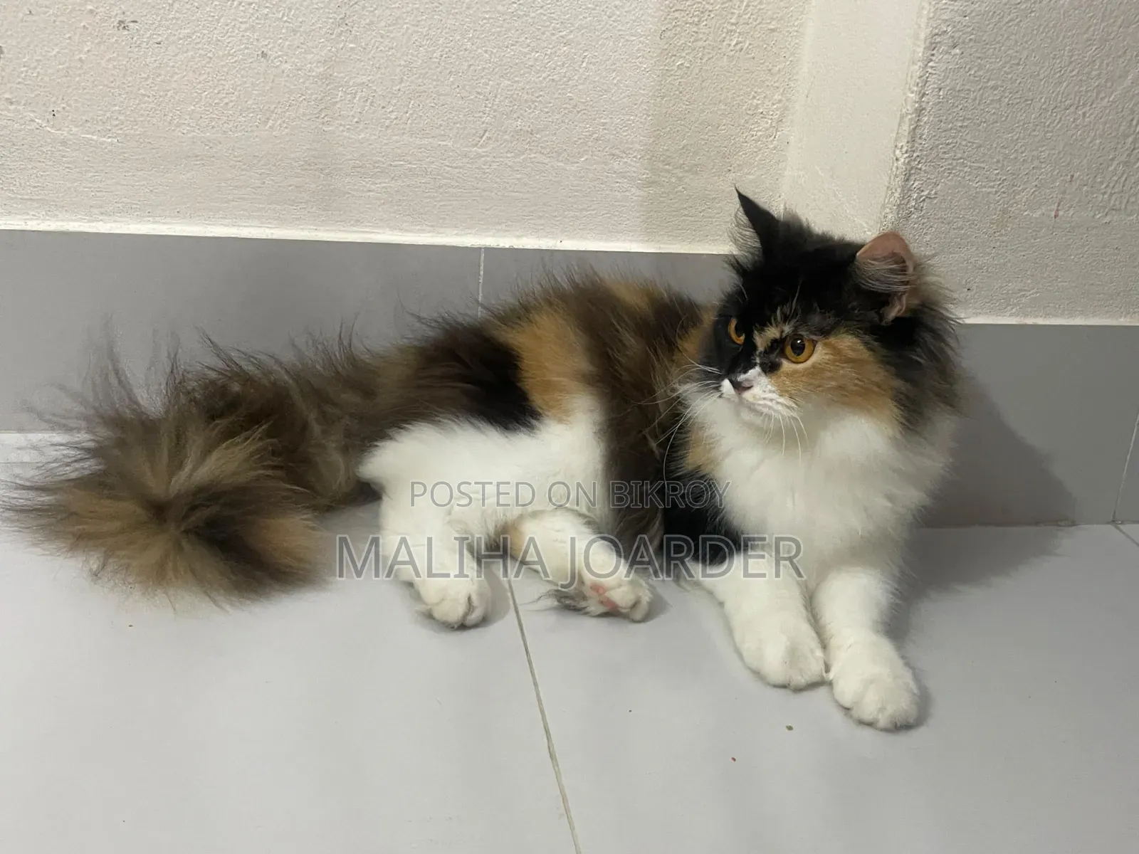 6-12 months Female Purebred Persian
