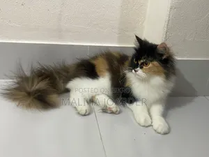 6-12 months Female Purebred Persian