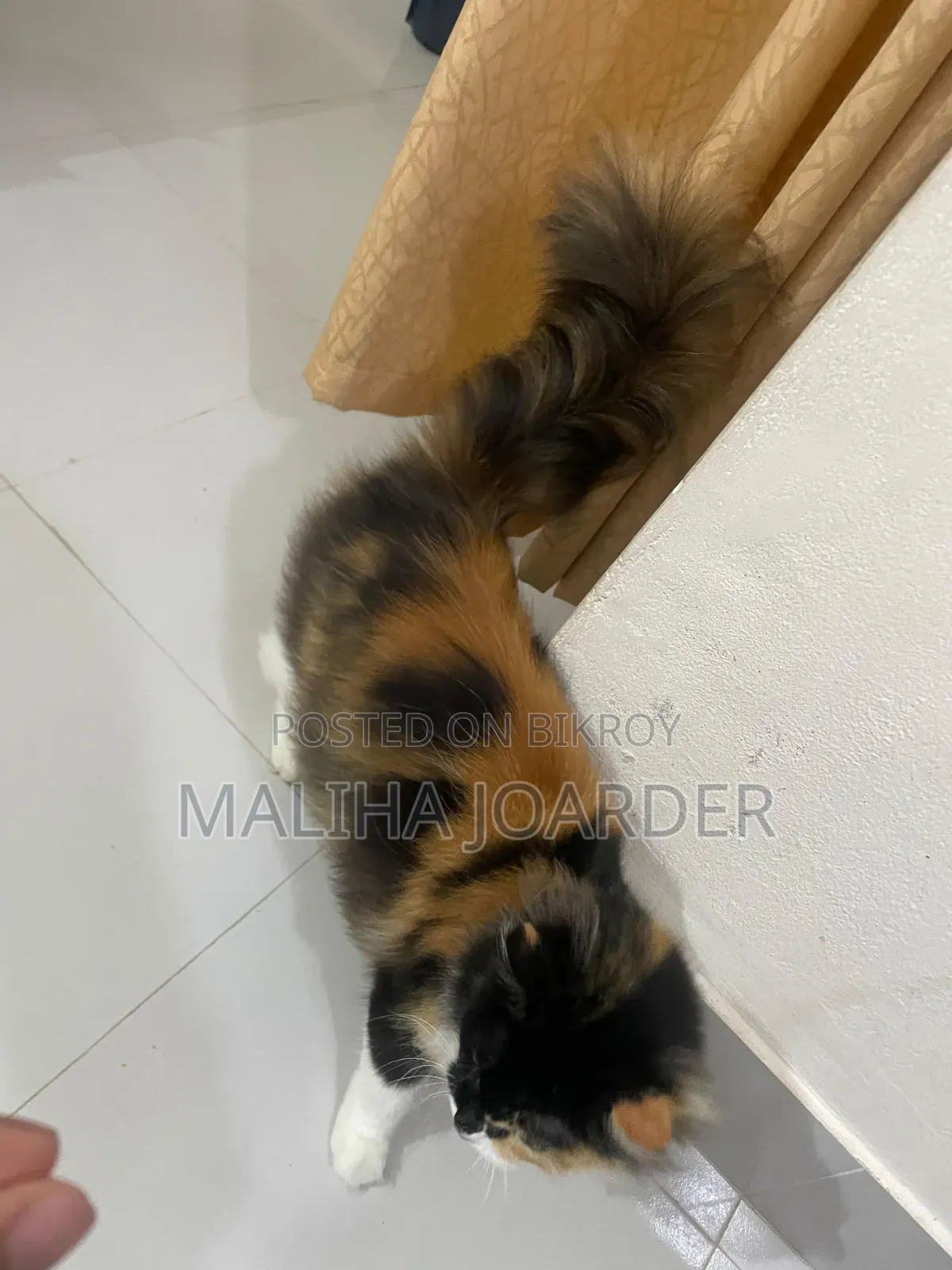6-12 months Female Purebred Persian