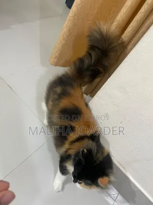 6-12 months Female Purebred Persian