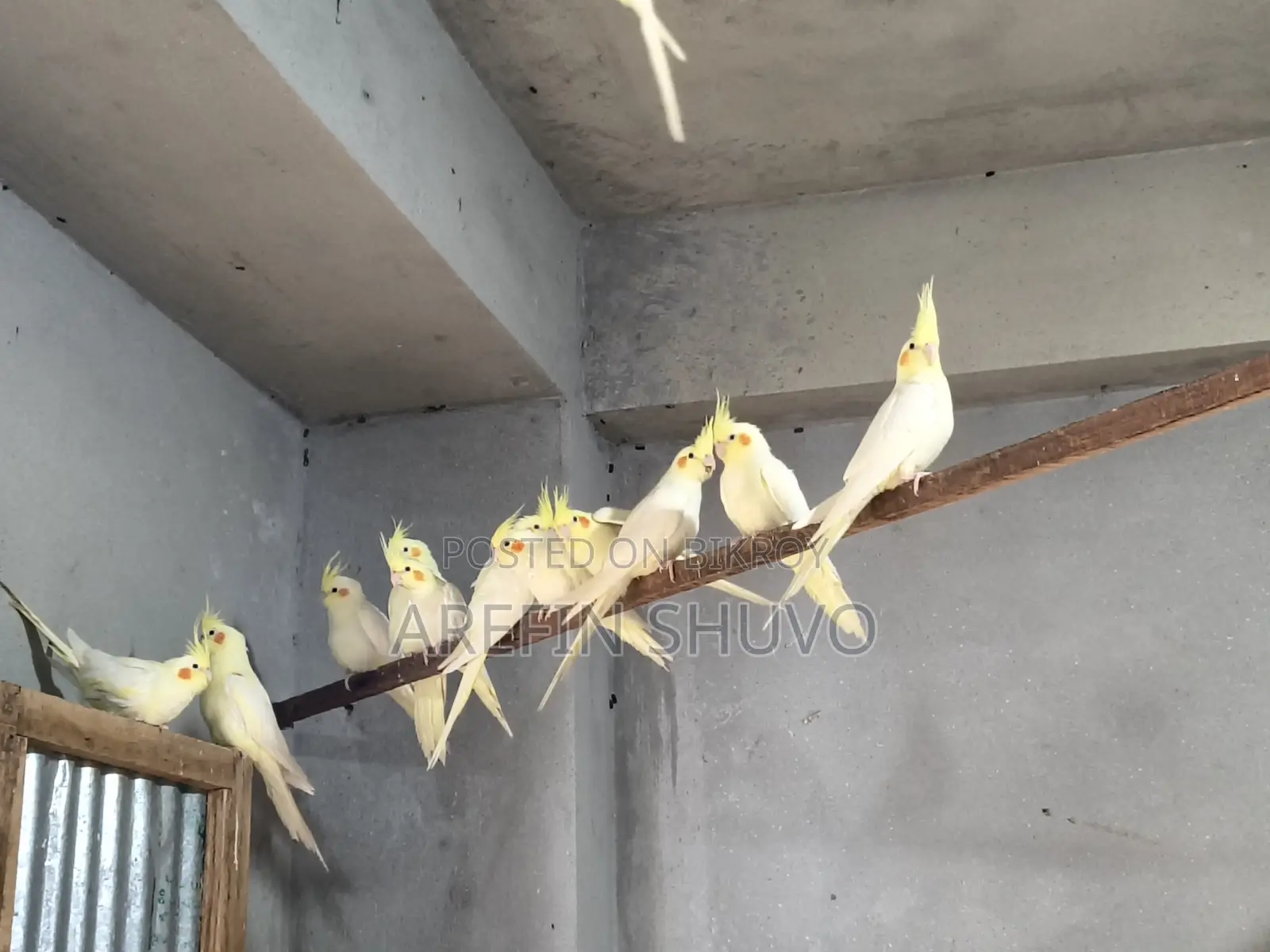 Cockatiel Bird