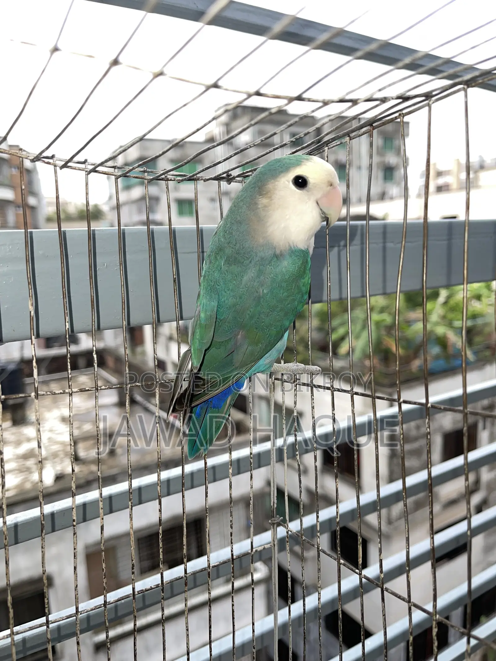 Lovebird / Lovebird / লাভবার্ড