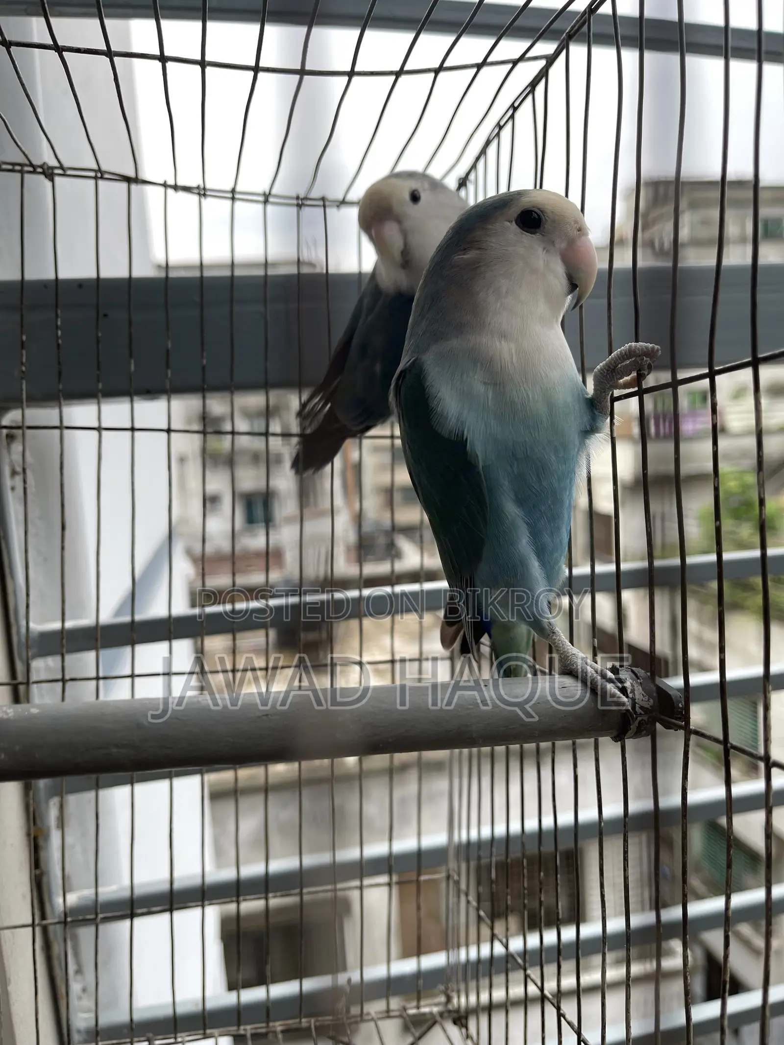 Lovebird / Lovebird / লাভবার্ড