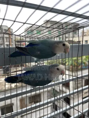 Lovebird / Lovebird / লাভবার্ড