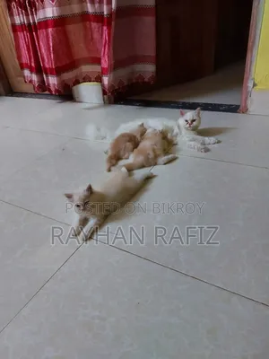 1-3 months Male Purebred Persian
