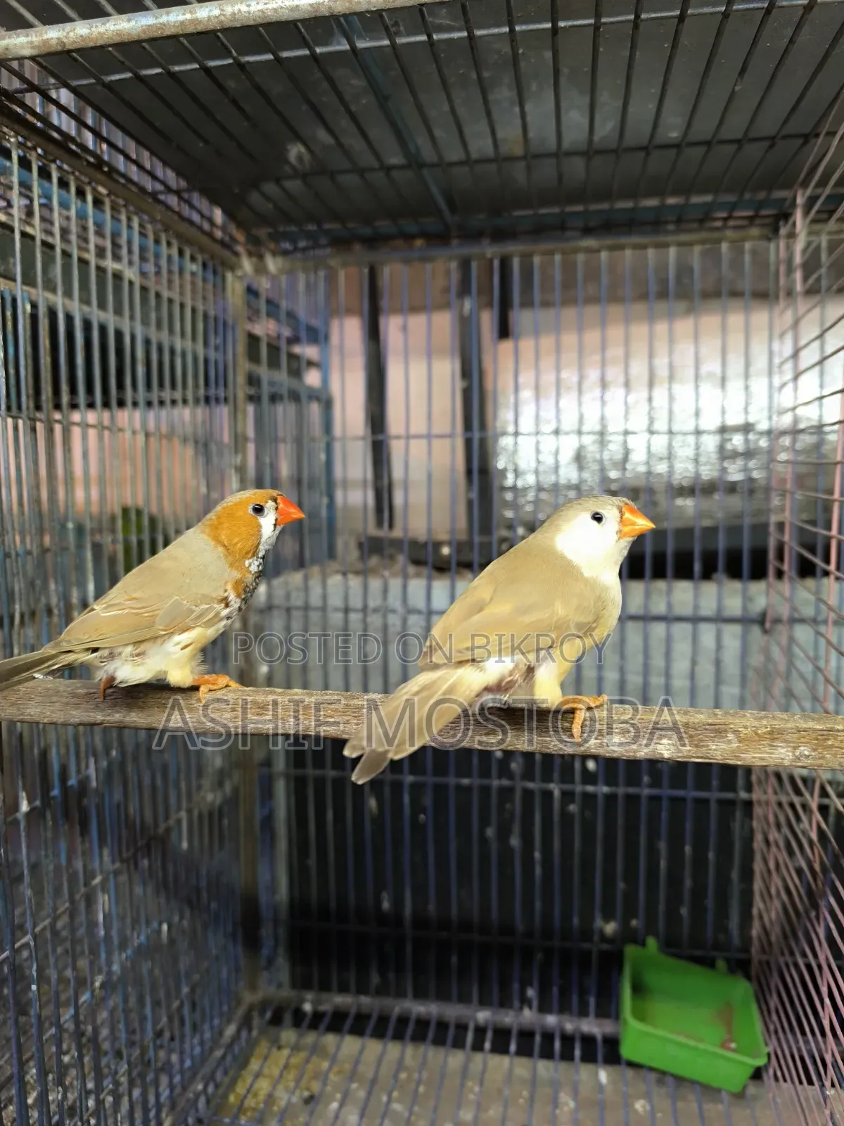 Jumbo Zebra Finch Adult Pair
