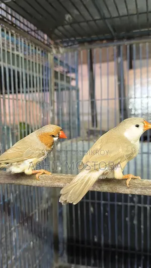 Jumbo Zebra Finch Adult Pair