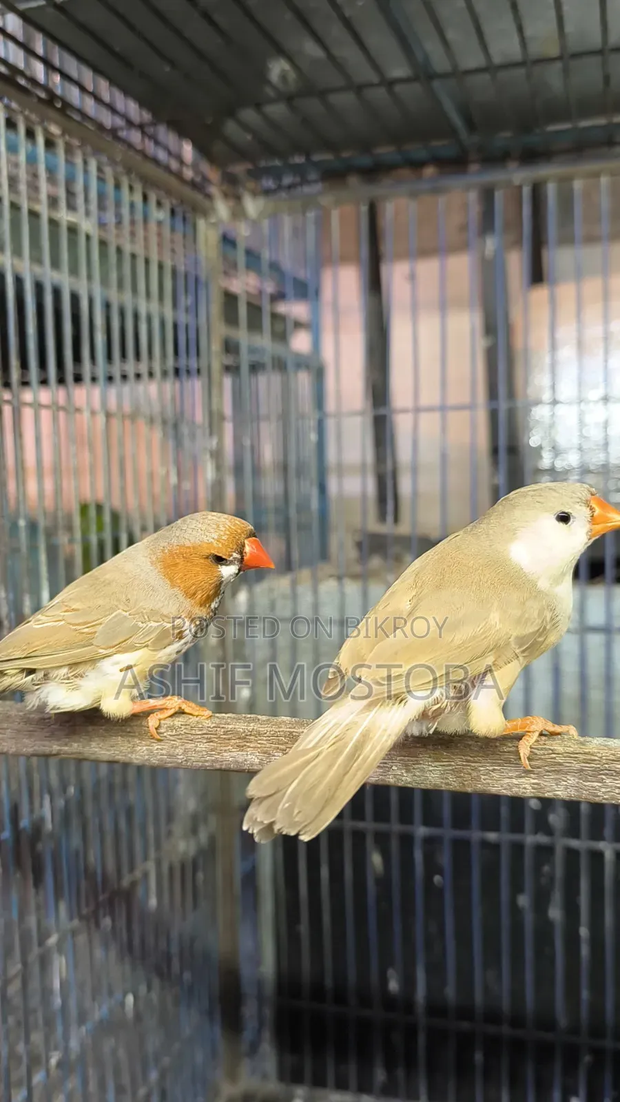Jumbo Zebra Finch Adult Pair