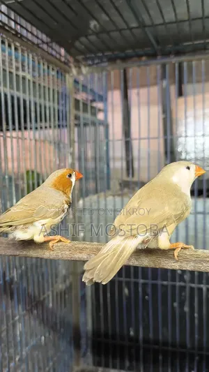 Jumbo Zebra Finch Adult Pair