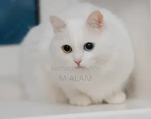 6-12 Months Male Purebred Turkish Angora