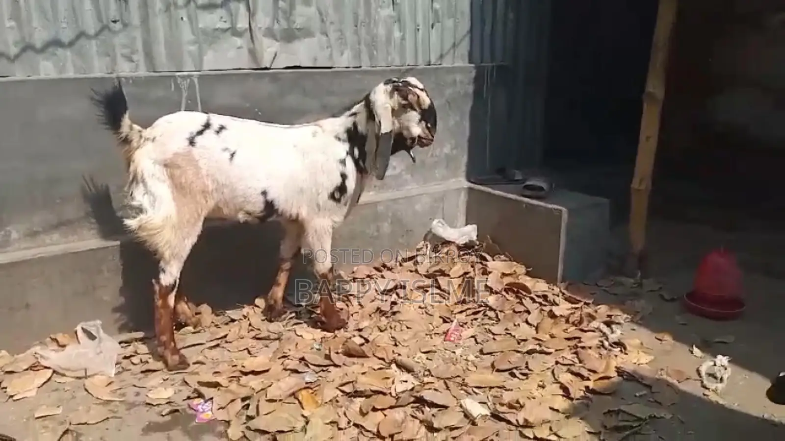 Totapuri cross castrated goat over 1 year old