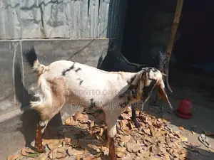 Totapuri cross castrated goat over 1 year old